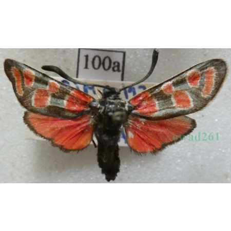 Zygaena carniolica (Scopoli, 1763) Kraśnik rzęsinowiec Czech100a